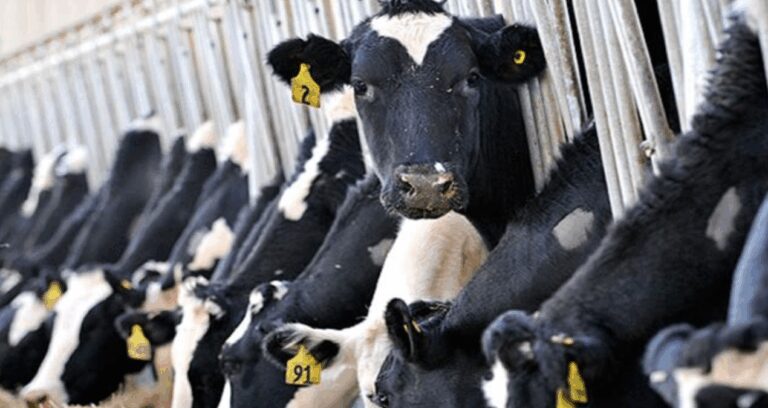 hayvancilikla ilgili destekleme miktarlarinda artisa gidildi lXOWLQb7