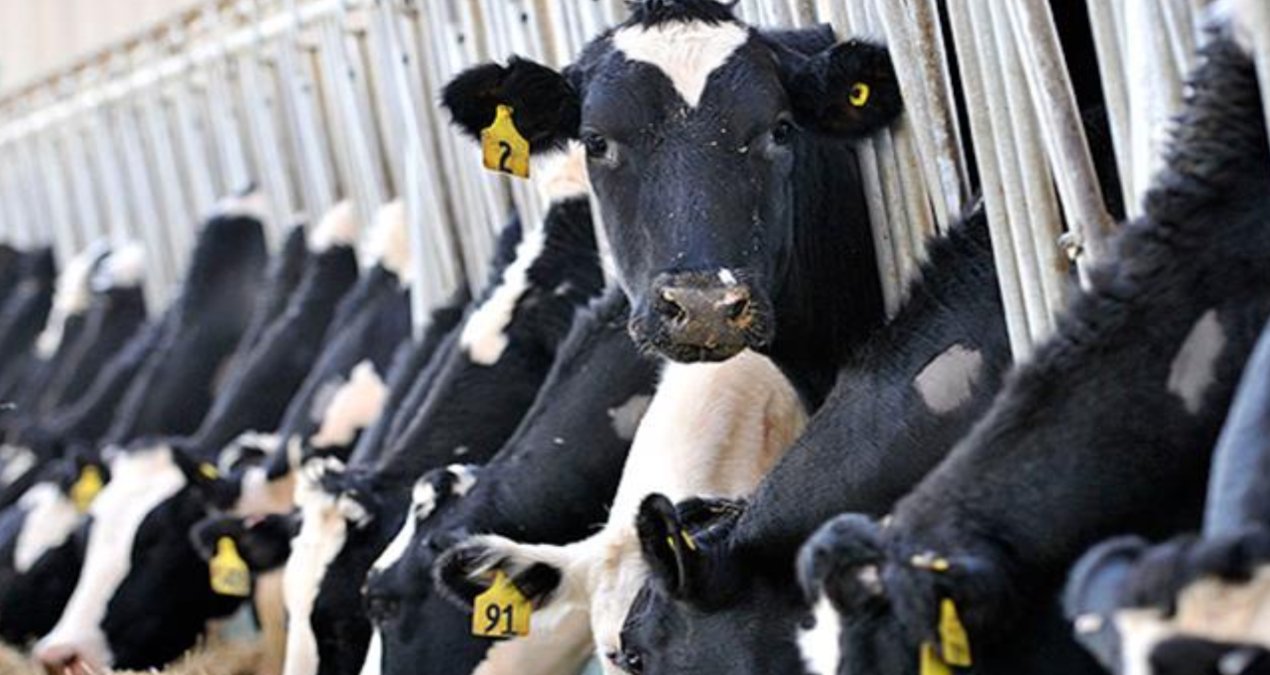 hayvancilikla ilgili destekleme miktarlarinda artisa gidildi lXOWLQb7