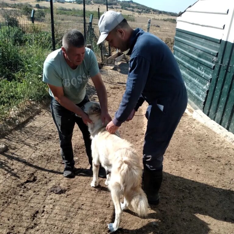 kirklarelinde hayvanlara cip ve asi uygulamasi DQh1dTHw