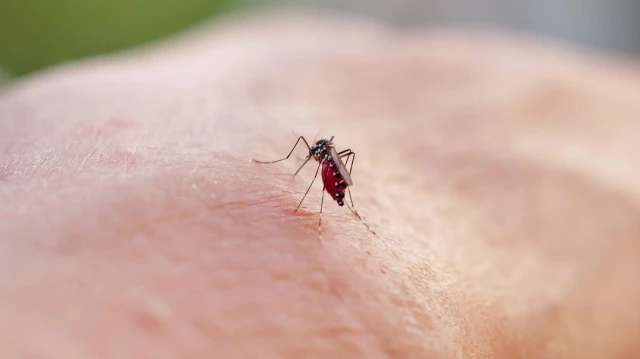 komsuda virus alarmi iki kisi oldu J6BpPtxB