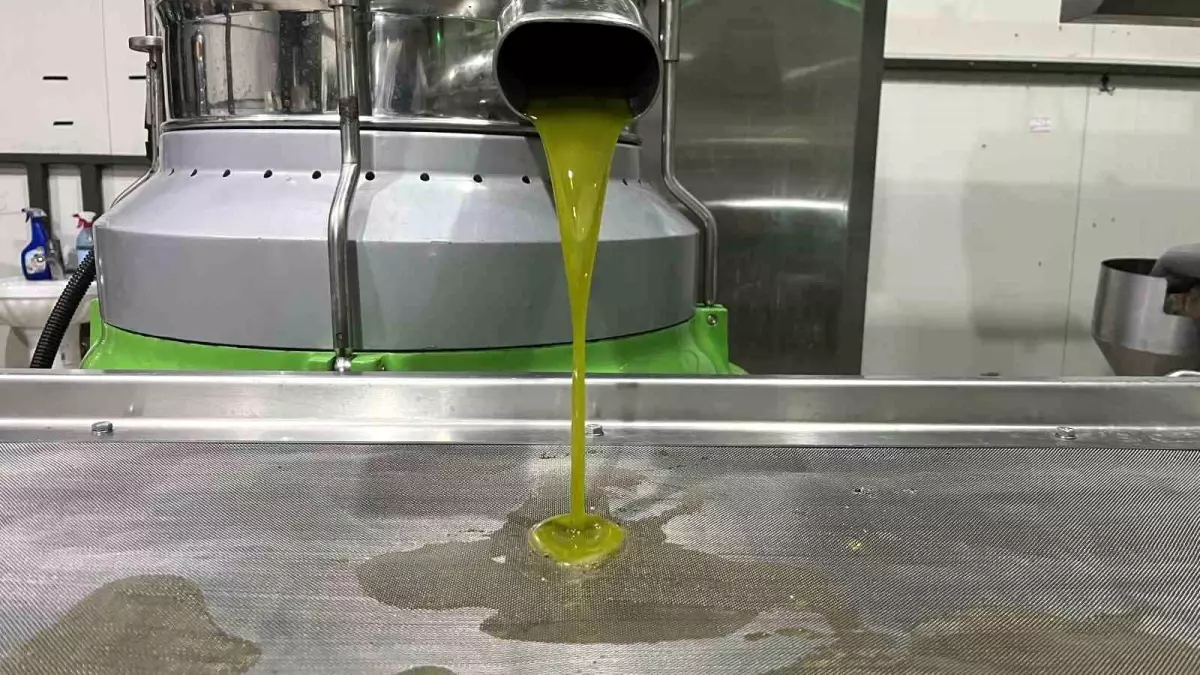 marmaranin ilk zeytinyagi sikimi iznikte gerceklesti 6r4fEPdA