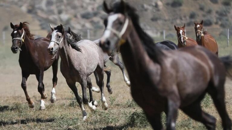 tigemin acik artirmasinda arap tayi 5 milyon 250 bin liraya satildi H1VNJ4zO