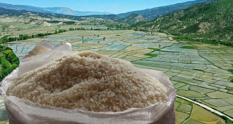 tosya-pirinci-tarihe-karisacak-zFExsQdP.jpg