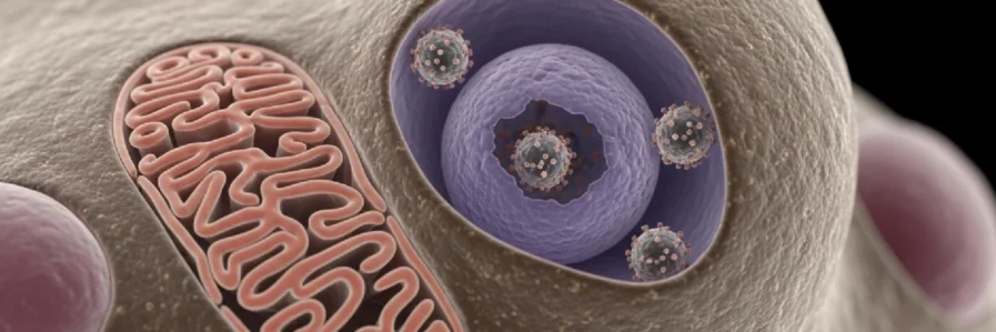 HPV Aşısı Hakkında Bilmeniz Gerekenler